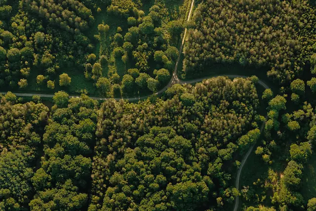 imagen de bosque